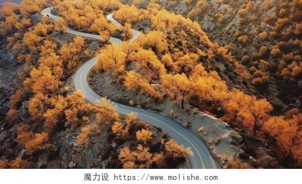 秋天沙漠森林公路金秋风景自然风光